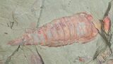 Fossil Aglaspid (Tremaglaspis) With Marrellomorph (Furca) #11061-1